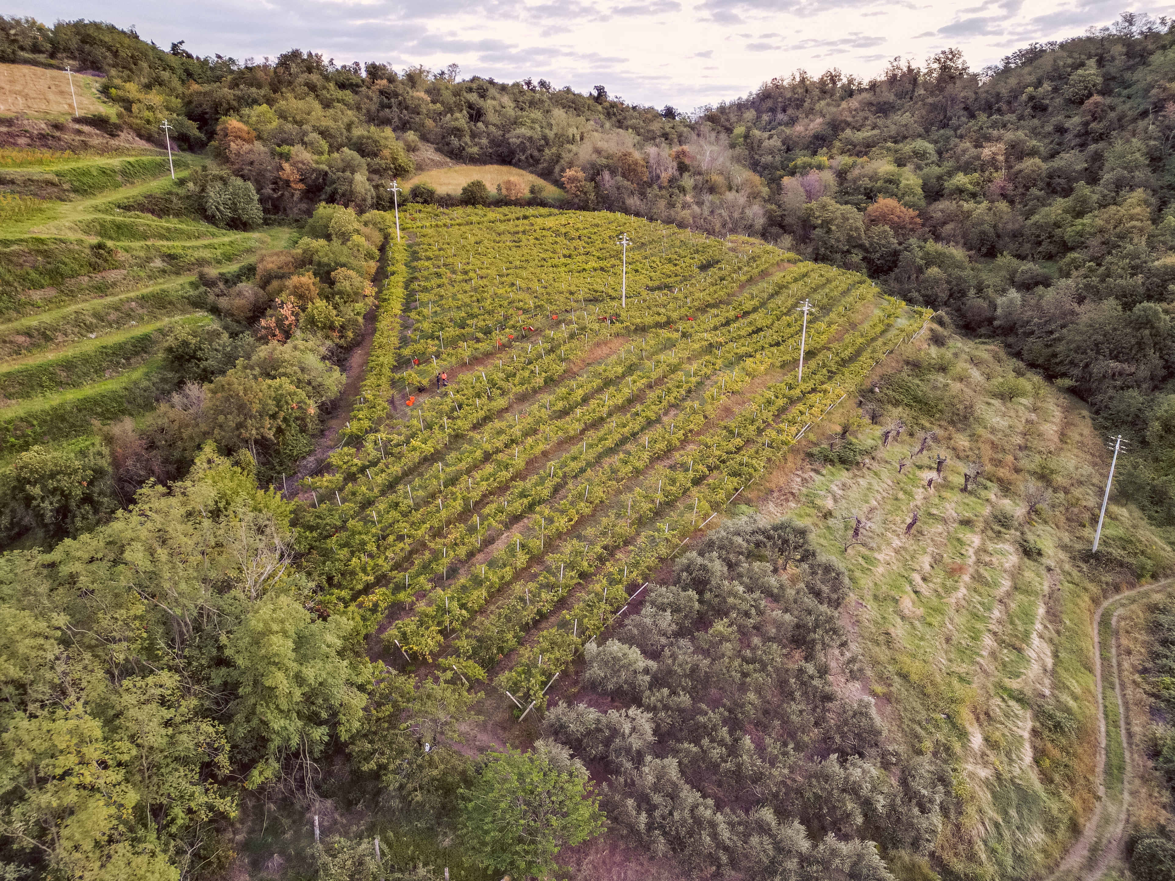 I Vigneti Terrazzati